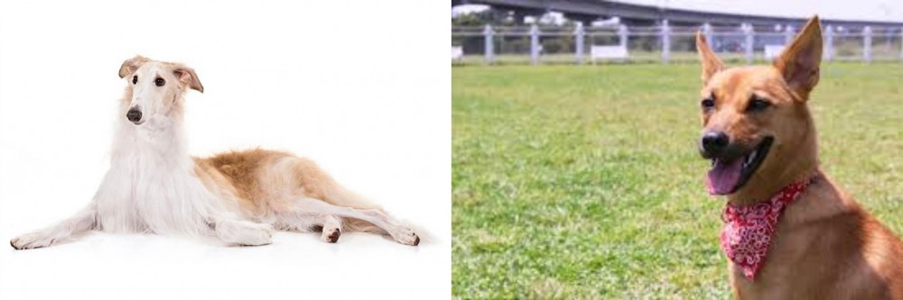 Formosan Mountain Dog vs Borzoi - Breed Comparison