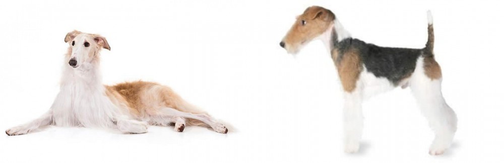 Fox Terrier vs Borzoi - Breed Comparison