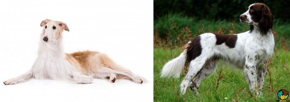 French Spaniel vs Borzoi - Breed Comparison