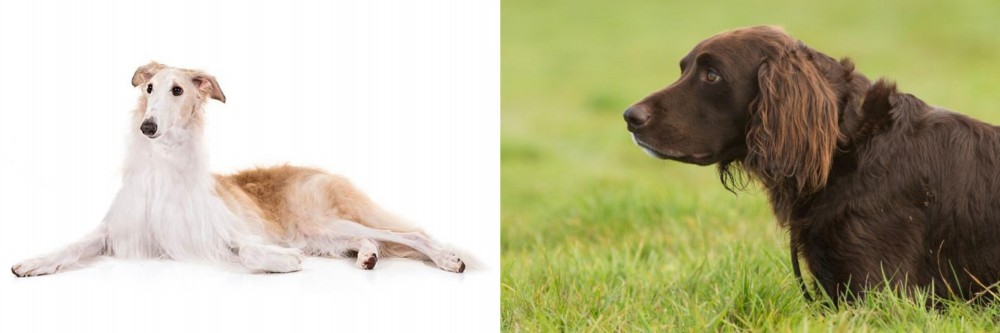 German Longhaired Pointer vs Borzoi - Breed Comparison