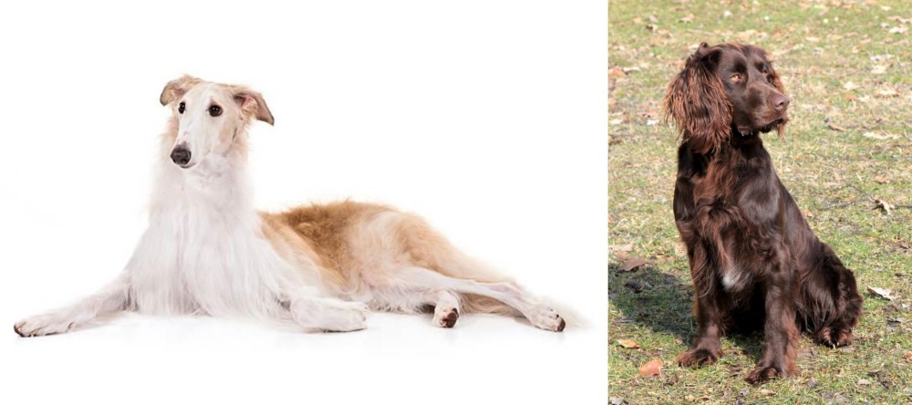 German Spaniel vs Borzoi - Breed Comparison
