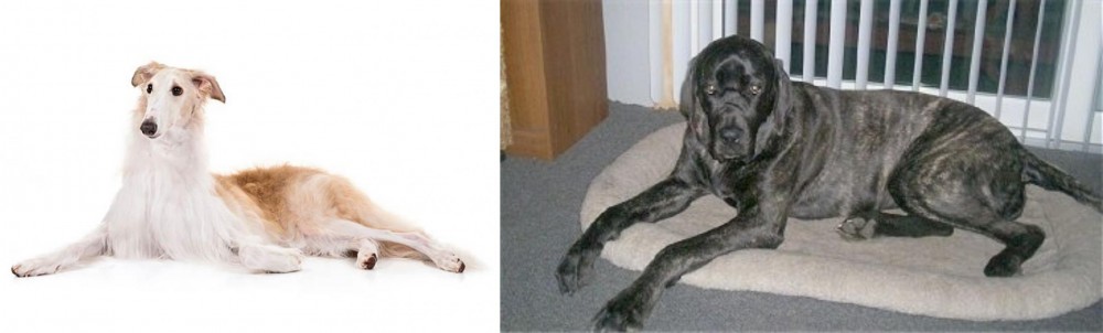 Giant Maso Mastiff vs Borzoi - Breed Comparison