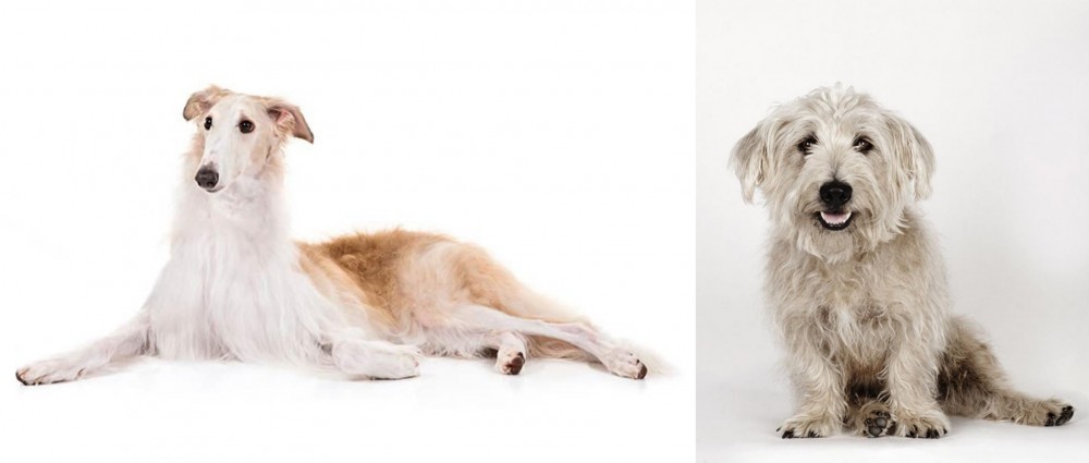 Glen of Imaal Terrier vs Borzoi - Breed Comparison