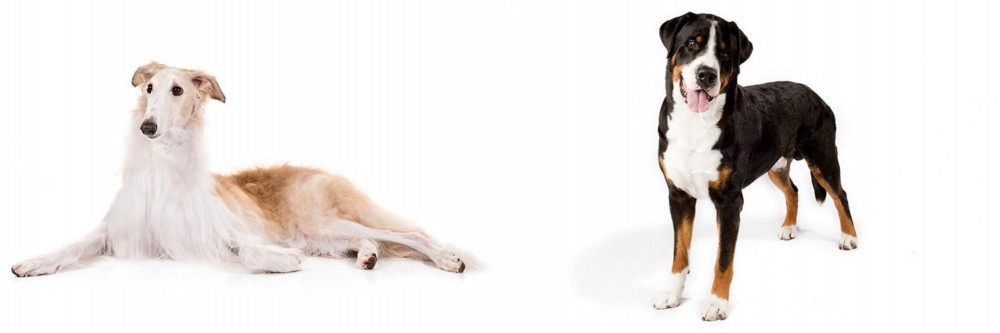 Greater Swiss Mountain Dog vs Borzoi - Breed Comparison