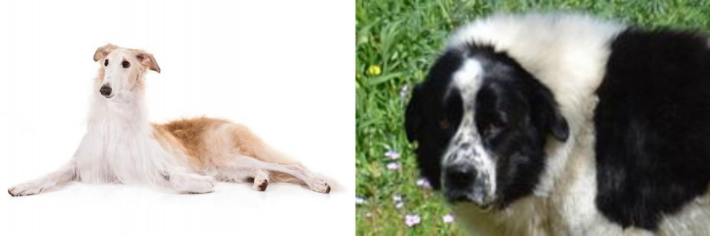 Greek Sheepdog vs Borzoi - Breed Comparison
