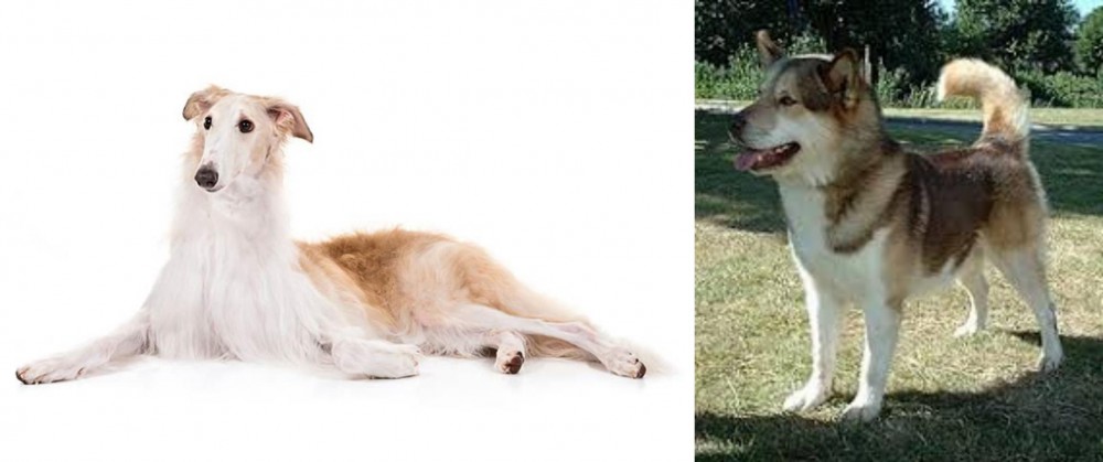 Greenland Dog vs Borzoi - Breed Comparison