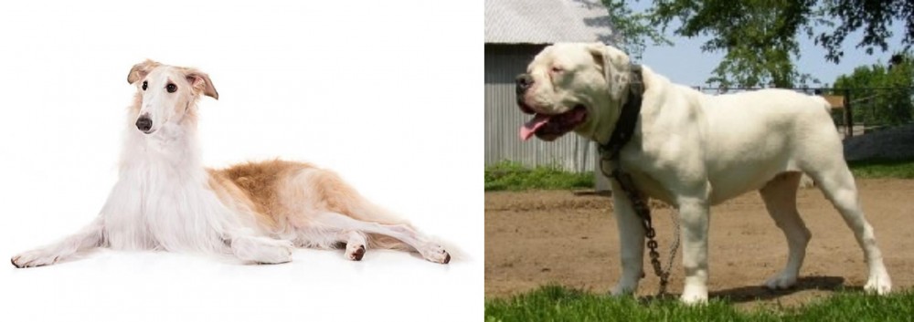 Hermes Bulldogge vs Borzoi - Breed Comparison