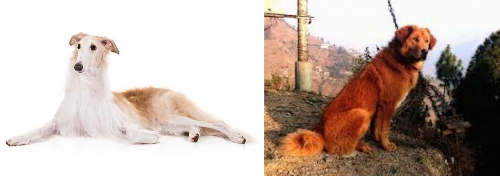 Himalayan Sheepdog vs Borzoi - Breed Comparison