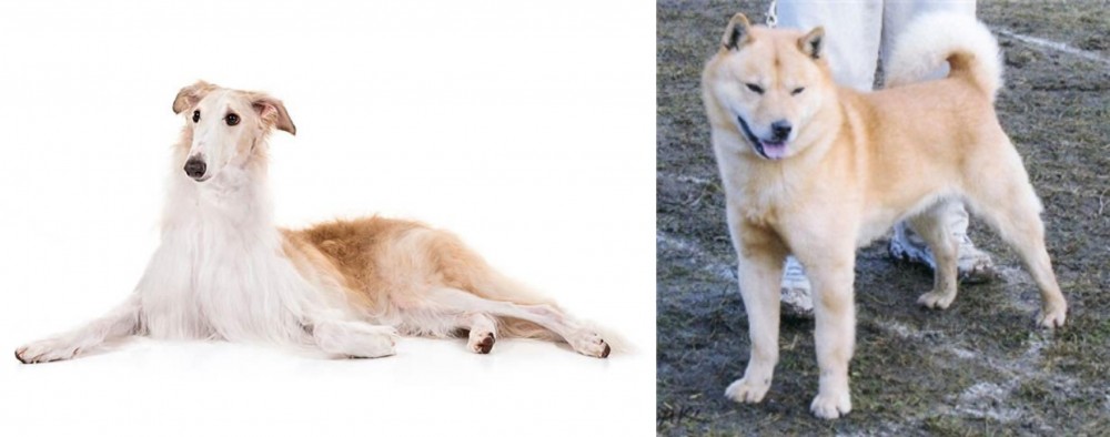 Hokkaido vs Borzoi - Breed Comparison