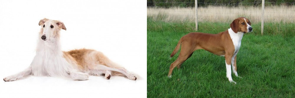 Hygenhund vs Borzoi - Breed Comparison