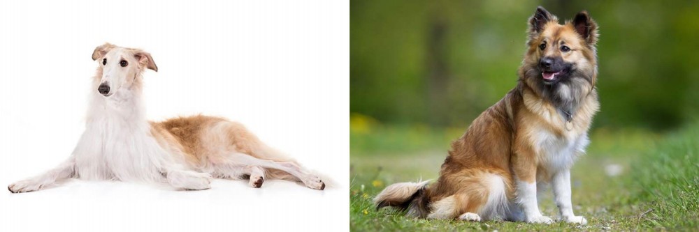 Icelandic Sheepdog vs Borzoi - Breed Comparison