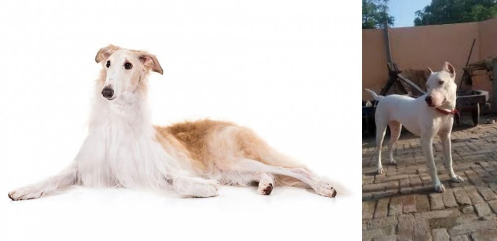 Indian Bull Terrier vs Borzoi - Breed Comparison
