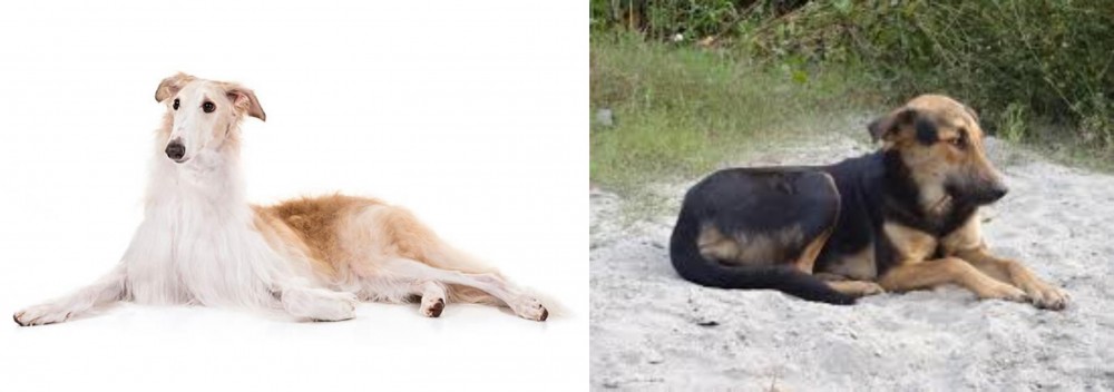 Indian Pariah Dog vs Borzoi - Breed Comparison