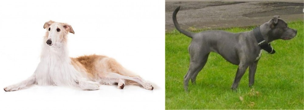 Irish Bull Terrier vs Borzoi - Breed Comparison