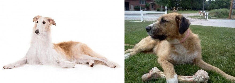 Irish Mastiff Hound vs Borzoi - Breed Comparison
