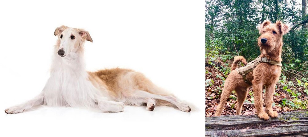Irish Terrier vs Borzoi - Breed Comparison