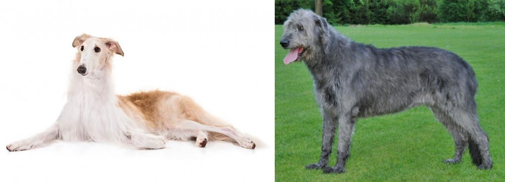 Irish Wolfhound vs Borzoi - Breed Comparison