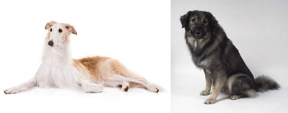 Istrian Sheepdog vs Borzoi - Breed Comparison