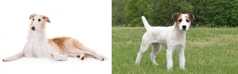 Jack Russell Terrier vs Borzoi - Breed Comparison