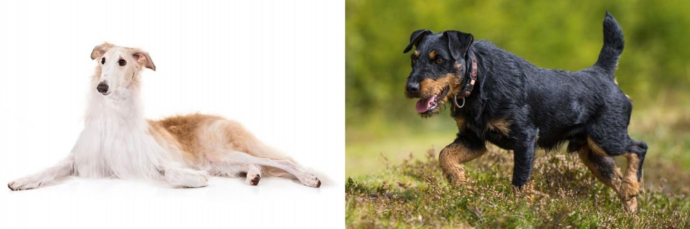 Jagdterrier vs Borzoi - Breed Comparison