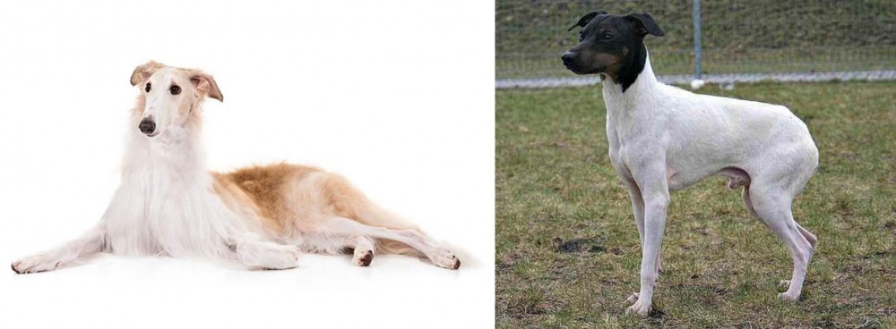 Japanese Terrier vs Borzoi - Breed Comparison