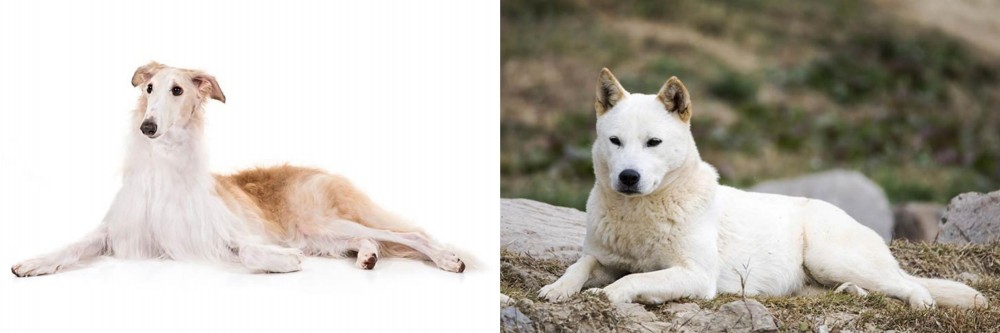 Jindo vs Borzoi - Breed Comparison