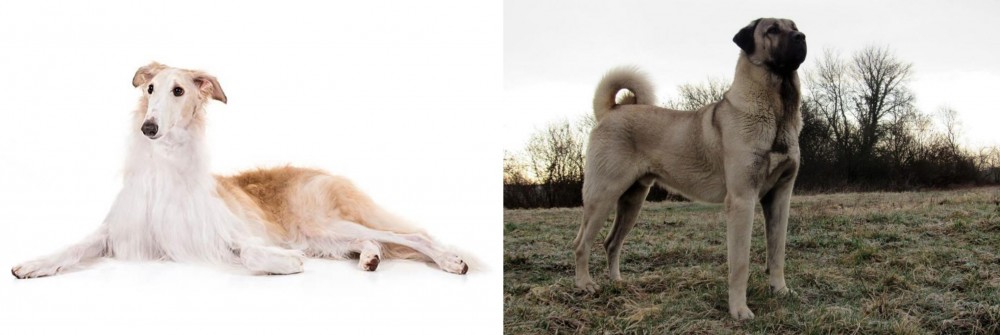 Kangal Dog vs Borzoi - Breed Comparison