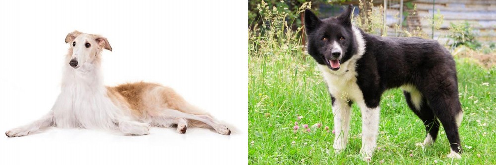 Karelian Bear Dog vs Borzoi - Breed Comparison