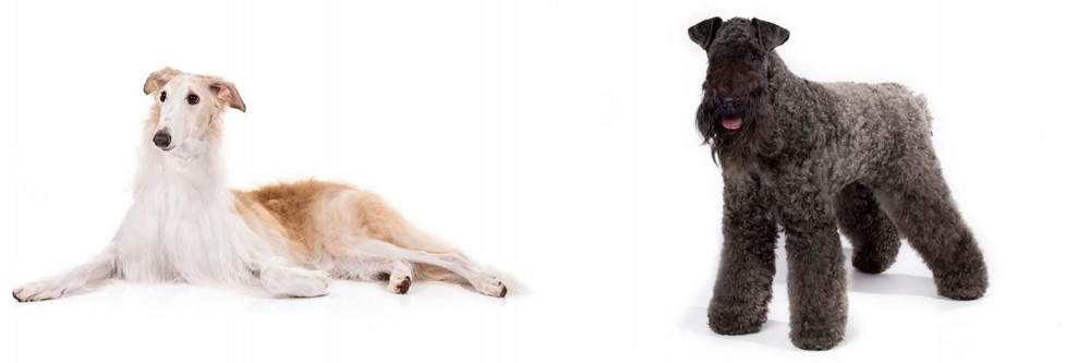 Kerry Blue Terrier vs Borzoi - Breed Comparison