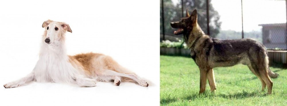 Kunming Dog vs Borzoi - Breed Comparison