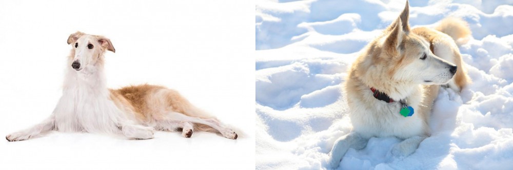 Labrador Husky vs Borzoi - Breed Comparison