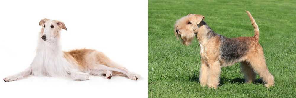 Lakeland Terrier vs Borzoi - Breed Comparison