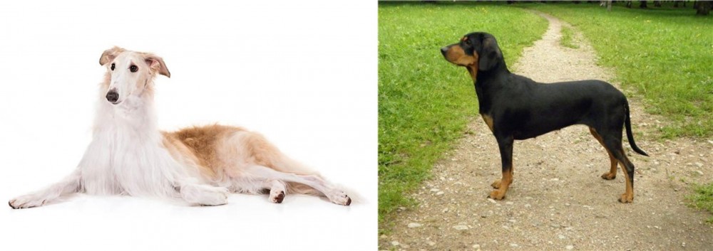 Latvian Hound vs Borzoi - Breed Comparison