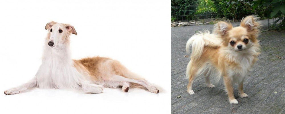 Long Haired Chihuahua vs Borzoi - Breed Comparison