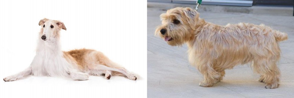 Lucas Terrier vs Borzoi - Breed Comparison