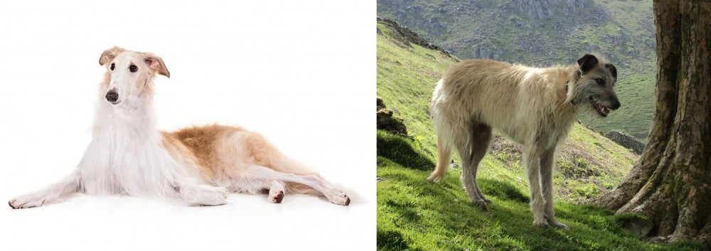 Lurcher vs Borzoi - Breed Comparison