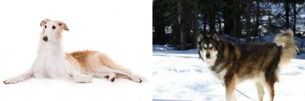 Mackenzie River Husky vs Borzoi - Breed Comparison