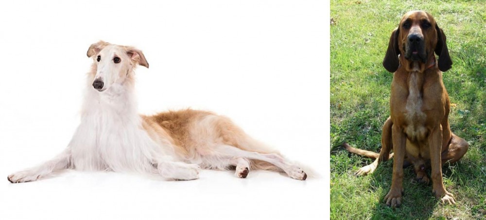 Majestic Tree Hound vs Borzoi - Breed Comparison
