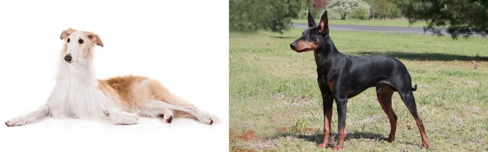 Manchester Terrier vs Borzoi - Breed Comparison