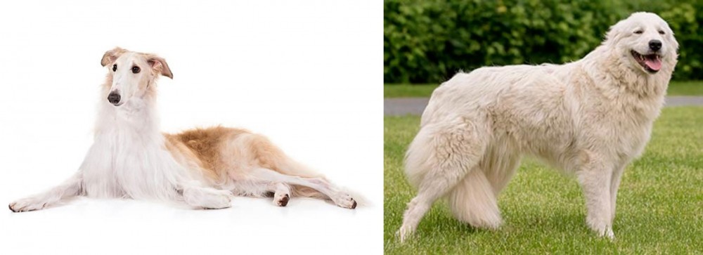 Maremma Sheepdog vs Borzoi - Breed Comparison