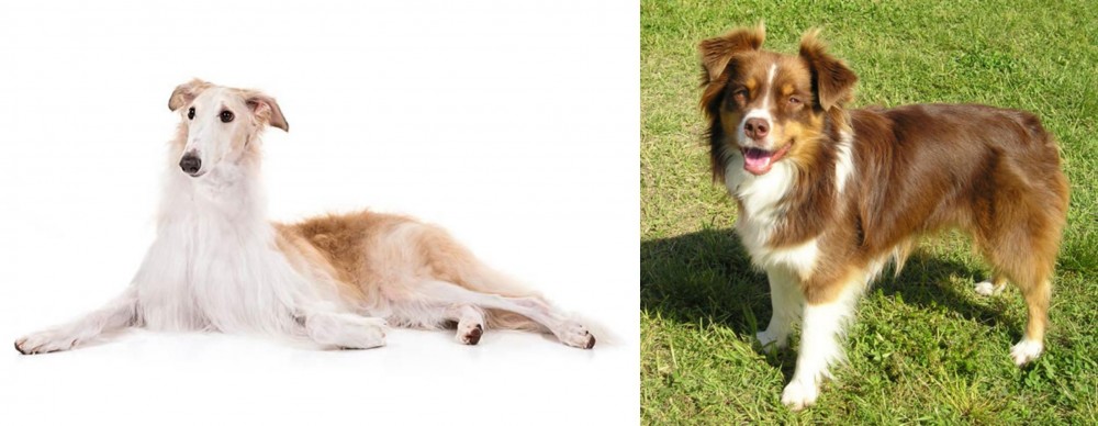 Miniature Australian Shepherd vs Borzoi - Breed Comparison