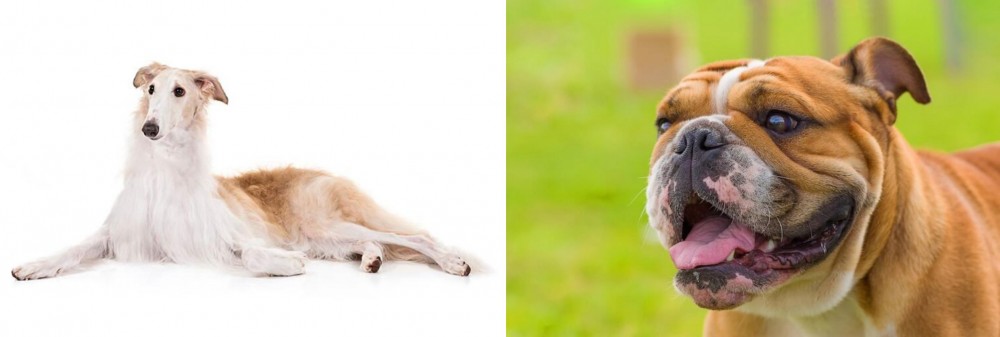Miniature English Bulldog vs Borzoi - Breed Comparison