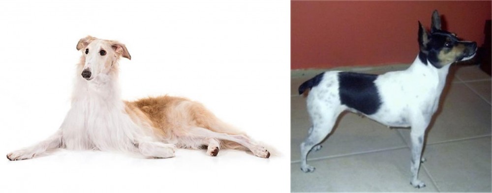 Miniature Fox Terrier vs Borzoi - Breed Comparison