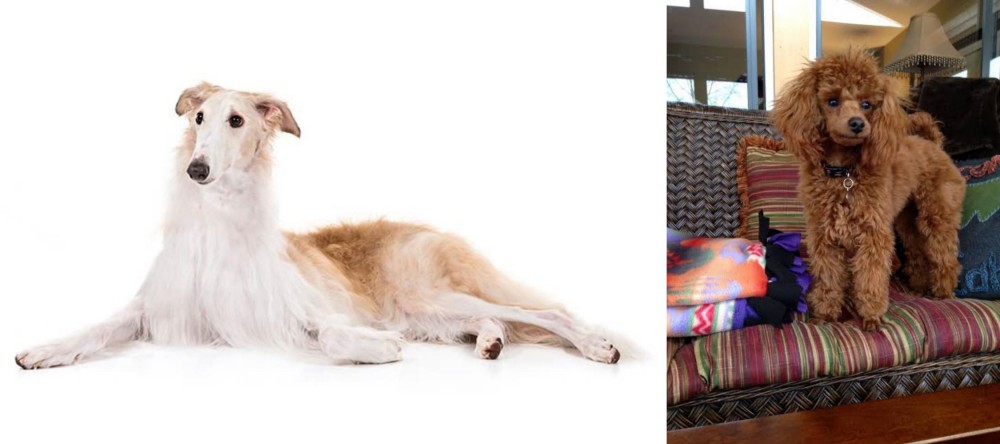 Miniature Poodle vs Borzoi - Breed Comparison