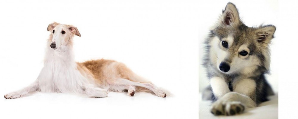 Miniature Siberian Husky vs Borzoi - Breed Comparison