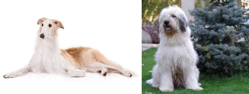 Mioritic Sheepdog vs Borzoi - Breed Comparison