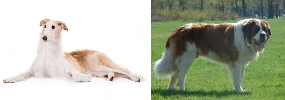 Moscow Watchdog vs Borzoi - Breed Comparison