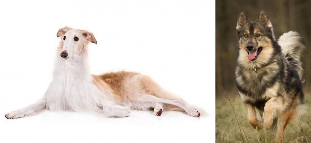 Native American Indian Dog vs Borzoi - Breed Comparison