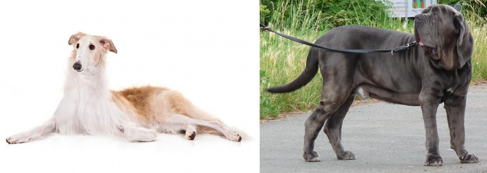 Neapolitan Mastiff vs Borzoi - Breed Comparison