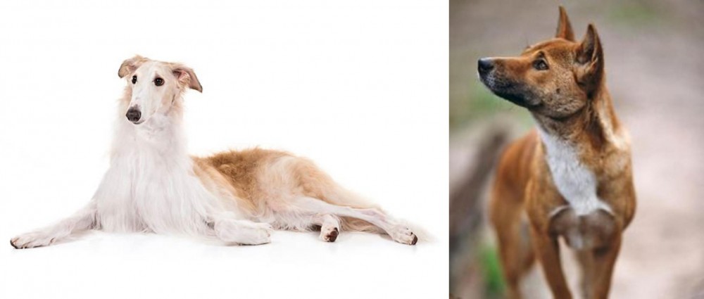 New Guinea Singing Dog vs Borzoi - Breed Comparison